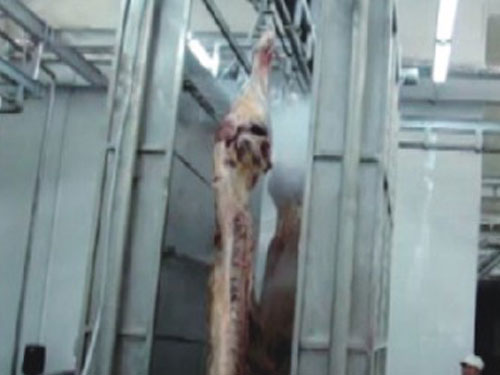 胴體自動(dòng)淋浴器