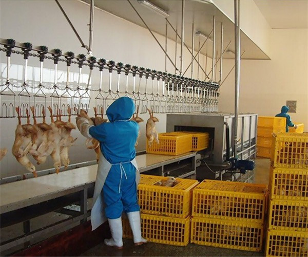 活禽懸掛輸送線